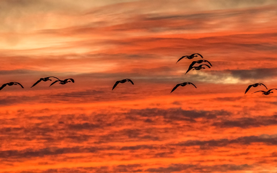 2021-09-24, Waukeena-18-Canada geese flying into sunset-crop